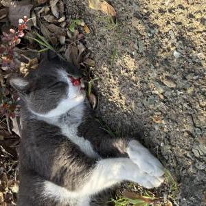 Found Cat Unknown