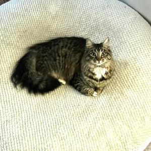 Lost Cat Bean