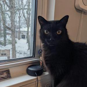 Image of Crowley, Lost Cat