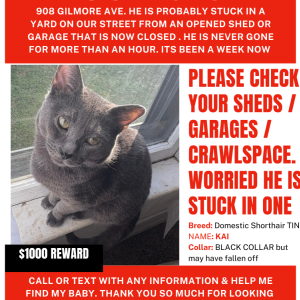 Lost Cat Kai