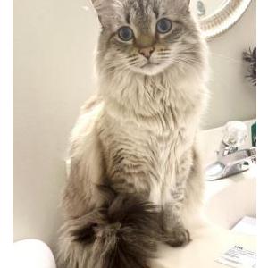 Lost Cat Izzy