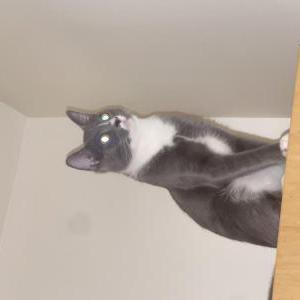 Lost Cat Onyx