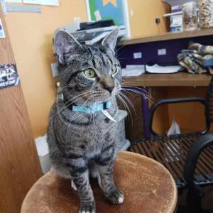 Lost Cat Ninja