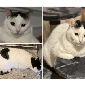 Image of Zira, Lost Cat