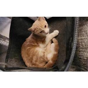 Image of Marlene, Lost Cat