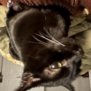 Image of Tommy, Lost Cat