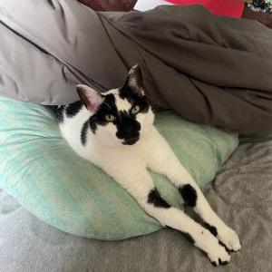 Lost Cat Cowiee