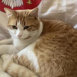 Lost Cat Luki