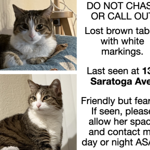 Image of Nano, Lost Cat