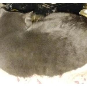 Lost Cat Dogdog