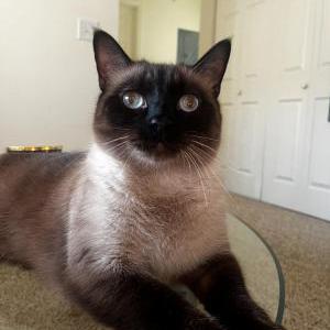 Lost Cat Winston