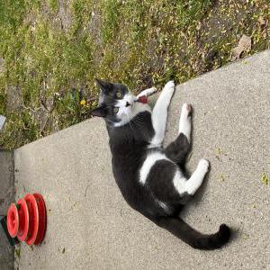 Image of Walnut, Lost Cat