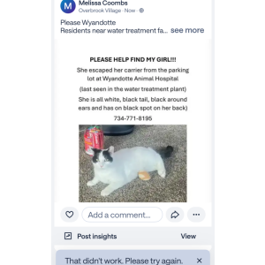 Image of Peekers, Lost Cat