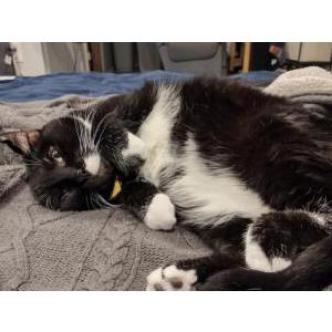 Lost Cat Juno