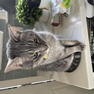 Lost Cat Jaskier