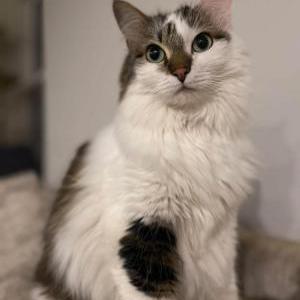 Lost Cat Zelda