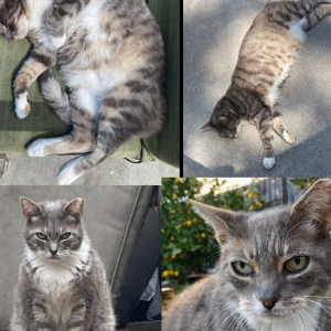 Image of Cinder, Lost Cat