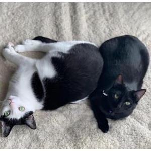 Lost Cat Shanks and Vanellope