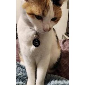 Image of Trixie, Lost Cat