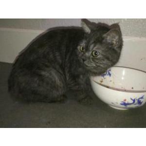 Image of unknown, Found Cat