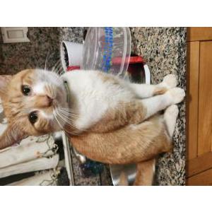 Lost Cat Michi