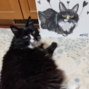 Lost Cat Teenie