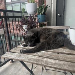 Lost Cat Unknown