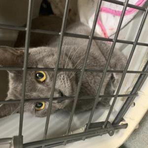 Found Cat unknown
