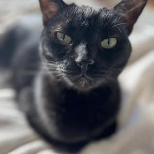 Image of Oliver, Lost Cat
