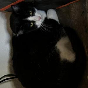 Found Cat Unknown