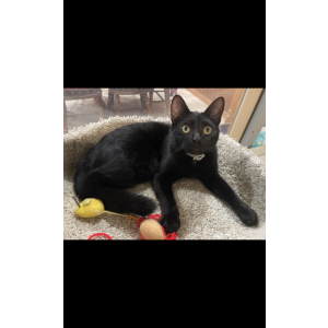 Lost Cat Cosmo