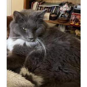 Lost Cat Socks