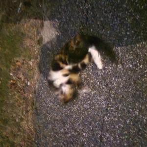 Found Cat Unknown
