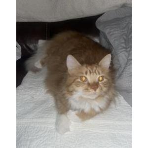 Image of Luca, Lost Cat