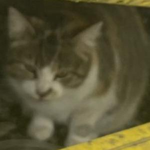 Image of Unknown, Found Cat