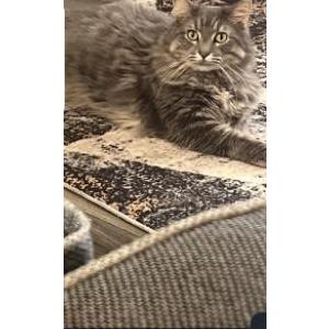 Image of Emily, Lost Cat