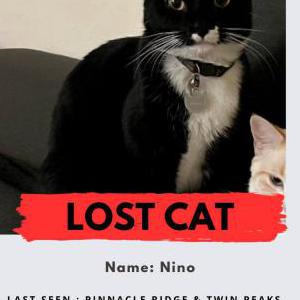 Image of Nino, Lost Cat