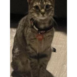 Image of Vera, Lost Cat