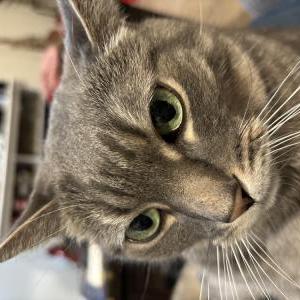 Lost Cat Toffoli