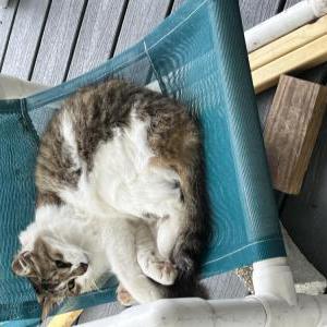 Lost Cat Fred