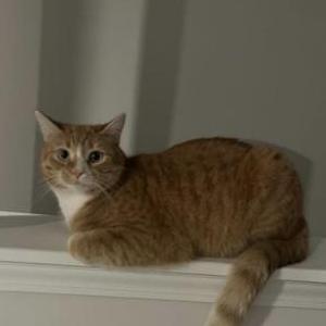Lost Cat Kami