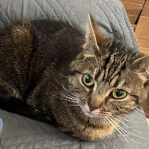 Lost Cat Indy