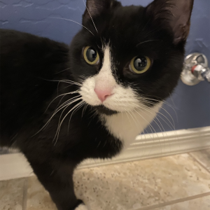 Image of unknown, Found Cat