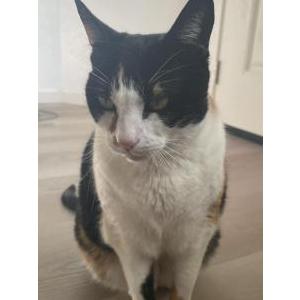 Lost Cat Calli