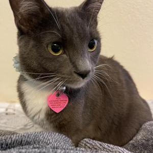 Image of Ava, Lost Cat