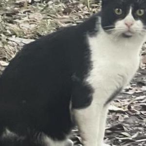 Lost Cat Kitty
