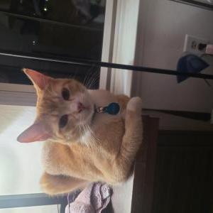 Image of Percy, Lost Cat