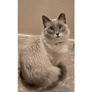 Image of Arthas, Lost Cat