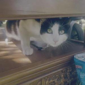 Lost Cat Mishka