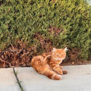 Image of Kitty, Lost Cat